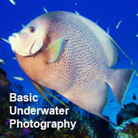 Basic Underwater Photography